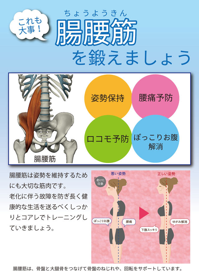 これも大事！腸腰筋を鍛えましょう。姿勢保持、腰痛予防、ロコモ予防、ポッコリお腹解消。腸腰筋は姿勢を維持するためにも大切な筋肉です。老化に伴う故障を防ぎ長く健康的な生活を送るべくしっかりとコアレでトレーニングしていきましょう。腸腰筋は骨盤と大腿骨をつなげて骨盤のねじれや、回転をサポートしています。悪い姿勢だとポッコリお腹や腰痛の原因となり、老けた印象になります。正しい姿勢だと下腹スッキリ、姿勢のゆがみも解消して若々しい印象になります。